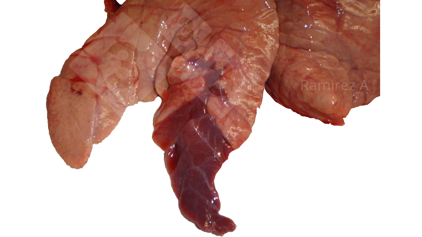 Figure 1. Picture demonstrating the classical cranial ventral consolidation associated with<em>&nbsp;Mycoplasma hyopneumoniae</em>&nbsp;(not diagnostic) and many different bacterial infections as well as some influenza A virus infections.
